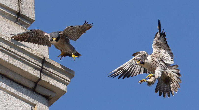 Falcons in Flight at UC Berkeley Campanile Bell Tower