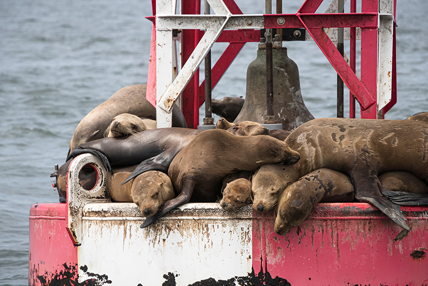 Sea Lions Sleep on a Buoy Bell