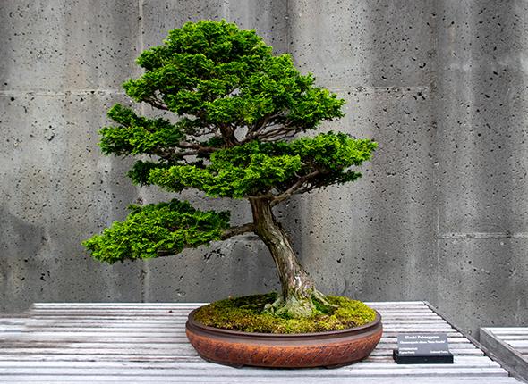 U.S. National Arboretum is home to a new Japanese temple bell